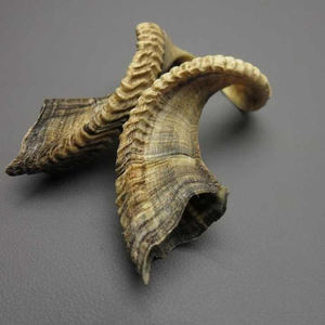 Shofar en corne de bœuf, matériau naturel, fait main, écologique, poli, design moderne, objet de collection, décoration de luxe pour la maison - Product Image 3