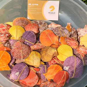 เปลือกหอยเชลล์ธรรมชาติที่ทำความสะอาดแล้ว สีสันสดใส ขัดเงา สำหรับตกแต่ง โรงงานขายส่งเวียดนาม จัดหาจำนวนมาก รับผลิตแบบ OEM - Product Image 1