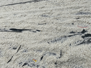 Produit d'exportation phare : Écailles de poisson en vrac, matière première marine en gros 2026 - Product Image 5