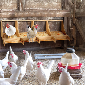 Caja de Nidificación de Madera Duradera de Alta Calidad para Gallinas, Nidos Individuales para Gallinas y Patos de Vietnam - Product Image 4