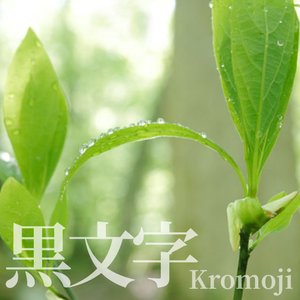 Huile essentielle de Kuromoji (Lindera Umbellata) 100% pure, fabriquée au Japon, issue de feuilles séchées, distillée à la vapeur, aromathérapie aromatique - Product Image 3