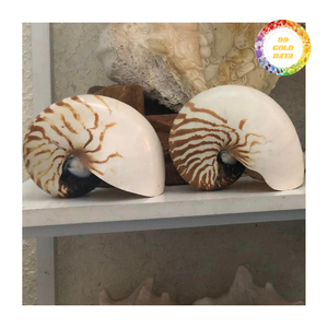 Conchas de Nautilus Premium con Cámaras para Decoración Interior de Lujo y Exhibición Artística, Venta al Por Mayor de Alta Calidad - Product Image 1
