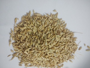 Grains d'orge de qualité standard, riches en énergie et en protéines, pour l'alimentation des bovins, du bétail et des animaux laitiers - Product Image 3