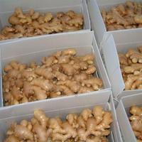 Gingembre frais de qualité supérieure 100 grammes jusqu'à l'emballage quantité en vrac gingembre nettoyé origine Vietnam prêt à expédier