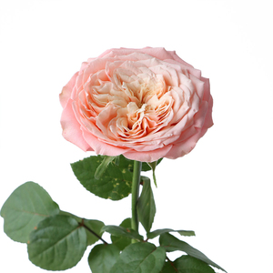 Arrangements Décoratifs Événements Rose Fleur Naturelle Fraîche Qualité Supérieure Belle Fleur Parfumée Produit Floral Adapté - Product Image 4