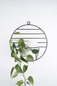 Support de plante suspendu en fer classique, conçu pour les maisons traditionnelles, offrant un support durable et une présentation élégante des plantes - Product Image 6
