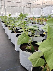 Discos de Fibra de Coco al por Mayor para Jardinería, Macetas, Flores, Plantación y Cultivo - Product Image 2