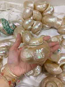 Carcasa espiral Turbo verde/MintJade pulida a mano, perfecta para Bea o Gifting Sourvenirs - Product Image 5