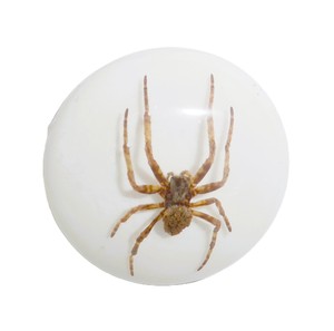 Ghost <b>Spider</b> Real Specimen <b>Plastic</b> Cabochon Round 38x38 mm White Flat Bottom for Crafts and Jewelry Making - Product Image 5