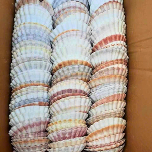 Conchas de Vieira de Vietnam de 9–12 cm para Manualidades y Uso Decorativo – Suministro al por Mayor Disponible - Product Image 3