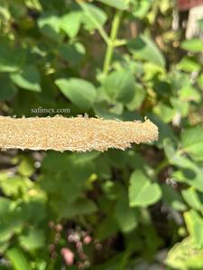 Boules faciales en loofah naturel de taille personnalisée de haute qualité, emballage biodégradable, cultivées dans une ferme vietnamienne, OEM, application faciale - Product Image 5