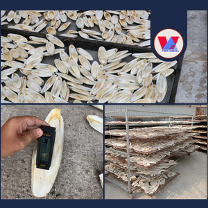 Polvo de Hueso de Sepia Seco Ecológico, el Más Vendido, para Formulación Tradicional, Material Natural Puro - Product Image 2