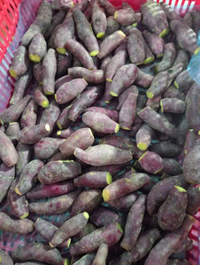 Patates douces vietnamiennes fraîchement cuites à la vapeur, qualité supérieure, surgelées IQF, en vrac, pour le marché mondial - Product Image 6