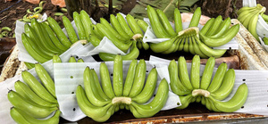 Plátanos Congelados IQF en Rodajas de Alta Calidad de Vietnam, Gran Venta - Product Image 3