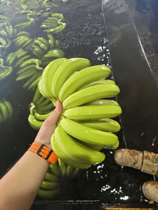 Plátanos Cavendish frescos de Vietnam, suministro global y OEM disponibles - Product Image 6