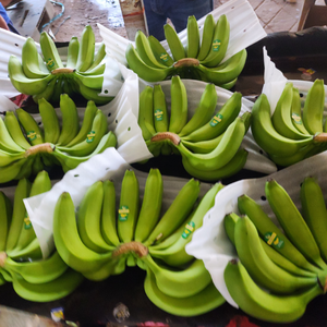 Bananes Cavendish fraîches du Vietnam, solides et de qualité supérieure, pour la présentation décorative des fruits et les recettes culinaires traditionnelles, de 99 Gold Data. - Product Image 1