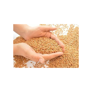Service OEM, Qualité Supérieure, Vente en Gros, Blé Dur de Qualité Alimentaire, Prêt à Expédier, Fourniture en Gros de Qualité Supérieure pour l'Exportation - Product Image 5
