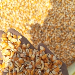 Maíz Amarillo Natural Convencional de Moda para Alimentación de Ganado y Aplicaciones de Grado Alimenticio, Suministro a Granel - Product Image 1