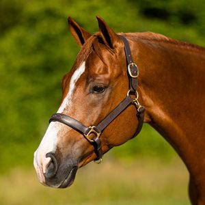 Professional Outdoor <b>Equestrian</b> Leather Headcollar Adjustable Halters for Horse Customization Accepted Leather Horse Bridle - Product Image 1
