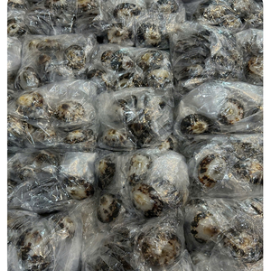 Coquille de limette ronde naturelle, coquillage véritable, toucher authentique, polie, faite à la main, décoration d'intérieur, artisanat, vente en gros - Product Image 5