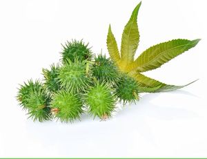 Aceite Portador de Ricino (Ricinus Communis) Prensado en Frío Katyani Exports para el Cuidado del Cabello y la Piel - Para Mezclas de Fragancias y Perfumería - Product Image 6