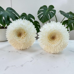 VADEE Premium White Snow Chrysanthemum 003 <b>Diffuser</b> Flower Sola Wood Handmade Sustainable Craft Sesbania <b>Reed</b> Seafoam Green - Product Image 3