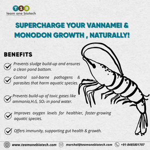 Amélioration des écosystèmes microbiens de l'aquaculture avec un booster microbien probiotique pour étangs à poissons - Product Image 3