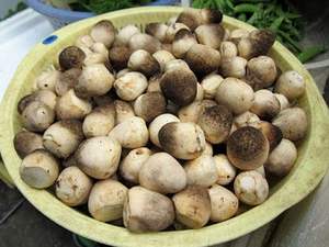 Les meilleurs champignons à paille séchée du Vietnam, exportateur en vrac naturel et nutritif - Product Image 4
