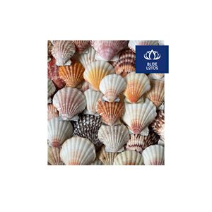 MATERIAL SUPERIOR, Seguro, Limpio y Ecológico, Conchas Marinas Puras, Ideal para Manualidades y Decoración de Eventos, Directo de Fábrica - Product Image 1