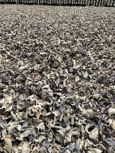 Auricularia auricula-judae Hongo de oreja de madera seca Hongo negro natural puro Venta de setas de oreja de madera seca de Vietnam a granel - Product Image 6