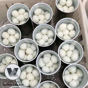 BEST SELLER All Natural 15oz Tinned Quail <b>Eggs</b> Cooked Peeled Quail <b>Egg</b> Fast Prepare for Asian Hotpot Soup Baozi Braised Meat - Product Image 5