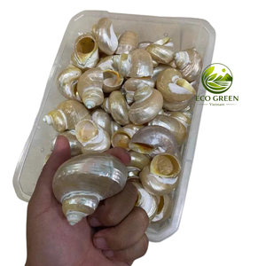 Handpicked Natural Turbo Seashells with Iridescent Shine for <b>Hermit</b> <b>Crab</b> <b>Shells</b> Aquarium Decor Beach Wedding Crafts Wholesale - Product Image 6