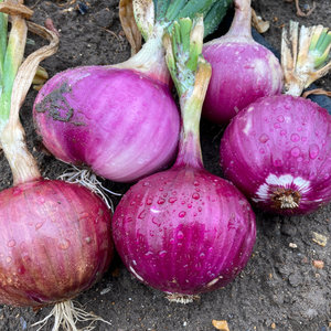 Compre Cebollas Rojas Frescas de Primera Calidad, Cebolla Roja Seca, Nueva Cosecha, Precio Económico, Alta Calidad, Lista para Exportación Directa a Austria - Product Image 1