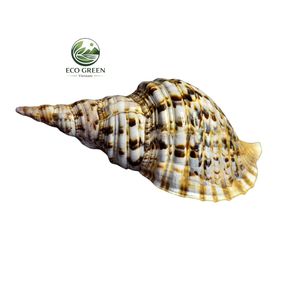 เปลือกหอยทริปเปิลทรัมเป็ตเวียดนามเกรดพรีเมียม สำหรับตกแต่งชายหาด ตู้ปลา งานฝีมือ ขายส่ง ส่งออก - Product Image 5