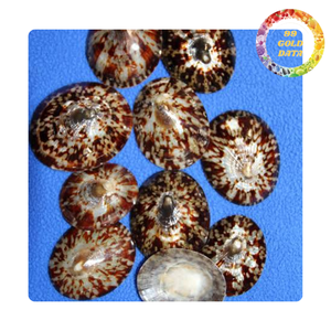 Coquille de limette naturelle polie, objet décoratif à thème animalier pour la décoration intérieure de maison de plage, souvenir et projets de bricolage - Product Image 6