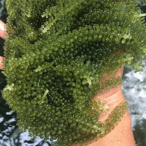 Sea Grape Premium Fresh Green Seaweed For Japanese Cuisine Salad And Seafood Dish Vietnam Export - Product Image 1