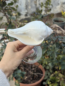 Wholesale Scallop <b>Shell</b> Wine Cup Natural <b>Abalone</b> Mother of Pearl Drinkware for Restaurant Supplies - Macy - Product Image 5