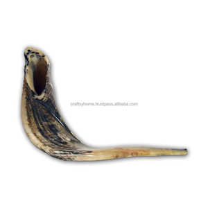 La mejor calidad Ram Horn Shofar Cuerno natural Shofar para soplar y propósito religioso Kosher Shofar Pulido Ram Sheep Horn - Product Image 1