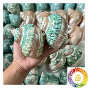 เปลือกหอยสังข์ธรรมชาติสำหรับงานฝีมือ ตกแต่งบ้าน ขนาด 4.5-5 ซม. 9-10 ซม. สีรุ้ง ขายส่ง - Product Image 6
