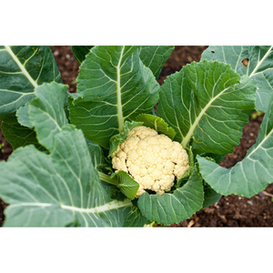 Precio de Fábrica al por Mayor, Brócoli Congelado IQF de Grado A, Flores Cortadas, Entrega Rápida y Muestra Gratis - Product Image 1