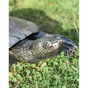 Sculpture décorative de tortue pour accessoires de jardin, figurine décorative à poser au sol - Product Image 4