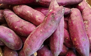 Mejor Precio, Batata Orgánica Congelada IQF al Vapor para Smoothies, Repostería y Cocina, Premium, Lista para Comer, 1 kg x 10 Bolsas - Product Image 6