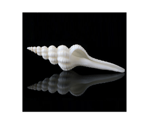 Conchas de Murex pulidas de Vietnam, caracolas grandes, conchas de turbante, conchas de caracol, conchas marinas, belleza del océano, suministros de artesanía costera - Product Image 6