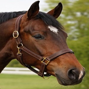 Harnais pour cheval en cuir souple, de qualité supérieure, réglable, confortable, fait main, noir, marron, double couture - Product Image 3