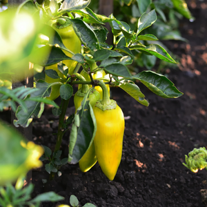 Engrais en poudre de fumier de vache biologique écologique pour l'enrichissement du sol, jardinage, agriculture, compost naturel, export en vrac - Product Image 1