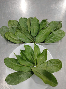 Pure Dried Soursop Leaves Natural Graviola Whole Leaf Premium Soursop Leaf For Retailers Bulk Wholesale Factory Price Base - Product Image 3