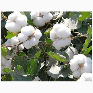 Hilo de algodón / Fibra de algodón Compre algodón orgánico crudo 100% - Product Image 3