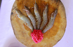 กุ้งแวนนาไมเกรดพรีเมียม แช่แข็ง ไม่มีหัว ปอกเปลือก อบสุกในกล่อง จากเวียดนาม SASUWO ได้รับการรับรองฮาลาล ราคาดีที่สุด ปี 2023 - Product Image 2