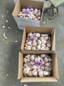 2025 Nuevo Cultivo de ajo blanco puro de Vietnam Producto agrícola al por mayor Contacto + 84 36 680 8683 - Product Image 5