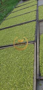 Té de flores secas para la salud Sophora Japonica seca a precio de stock listo para enviar al por mayor Sophora Japonica Schott - Product Image 6